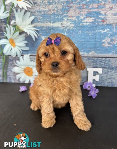 Toy Cavoodle Puppies