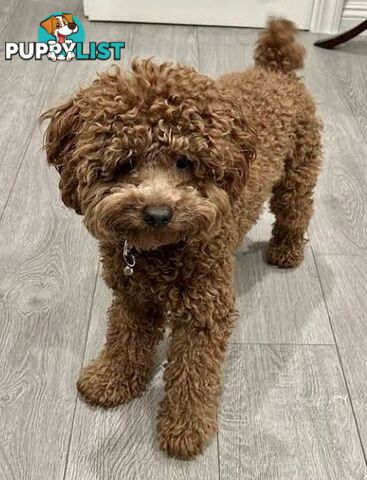 Toy Poodle STUD TINY LITTLE 1.8kg Proven