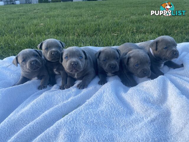 Blue English Staffordshire