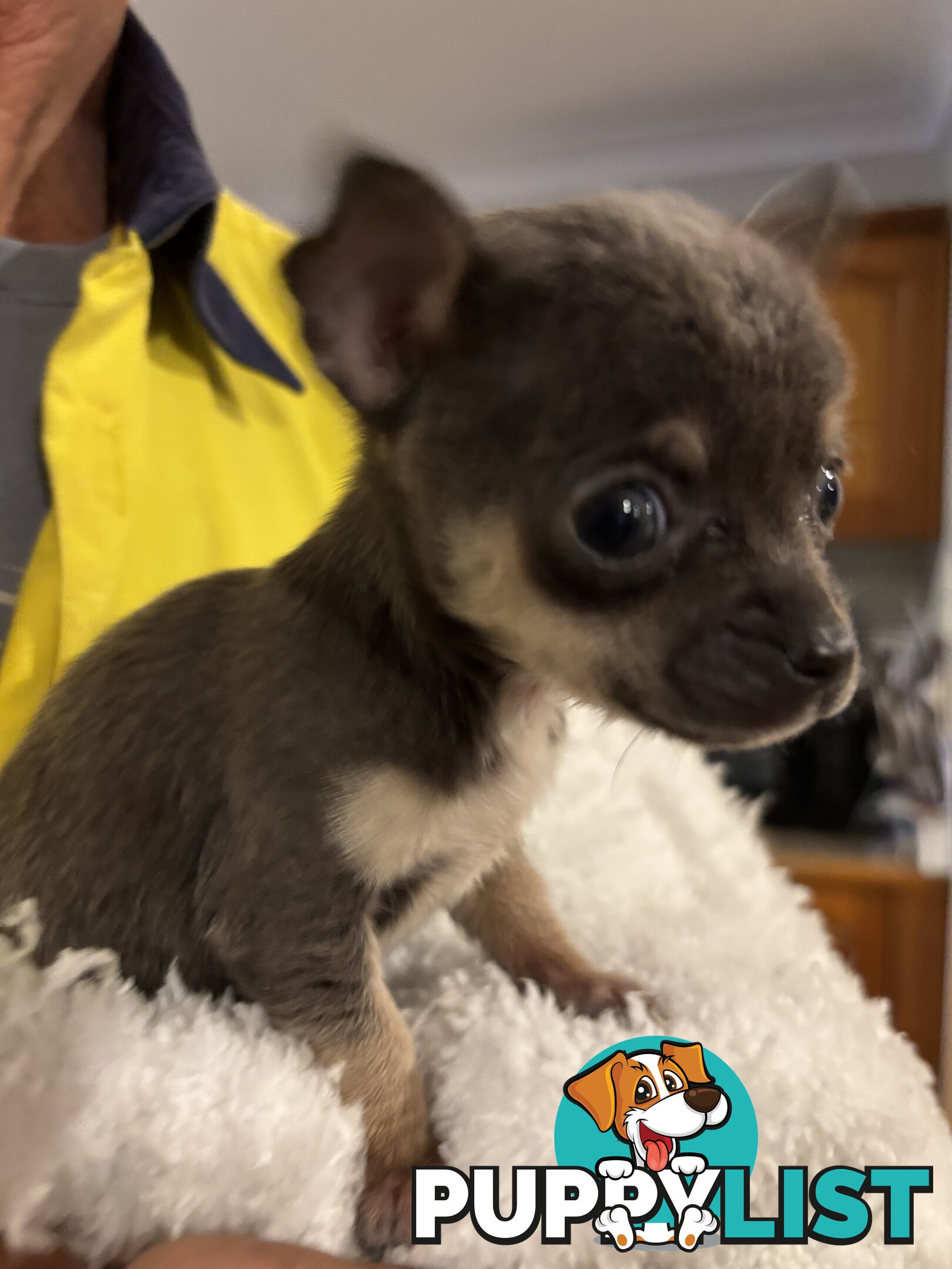 💕for sale 2 purebred apple head chihuahuas puppies💕