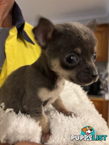 💕for sale 2 purebred apple head chihuahuas puppies💕