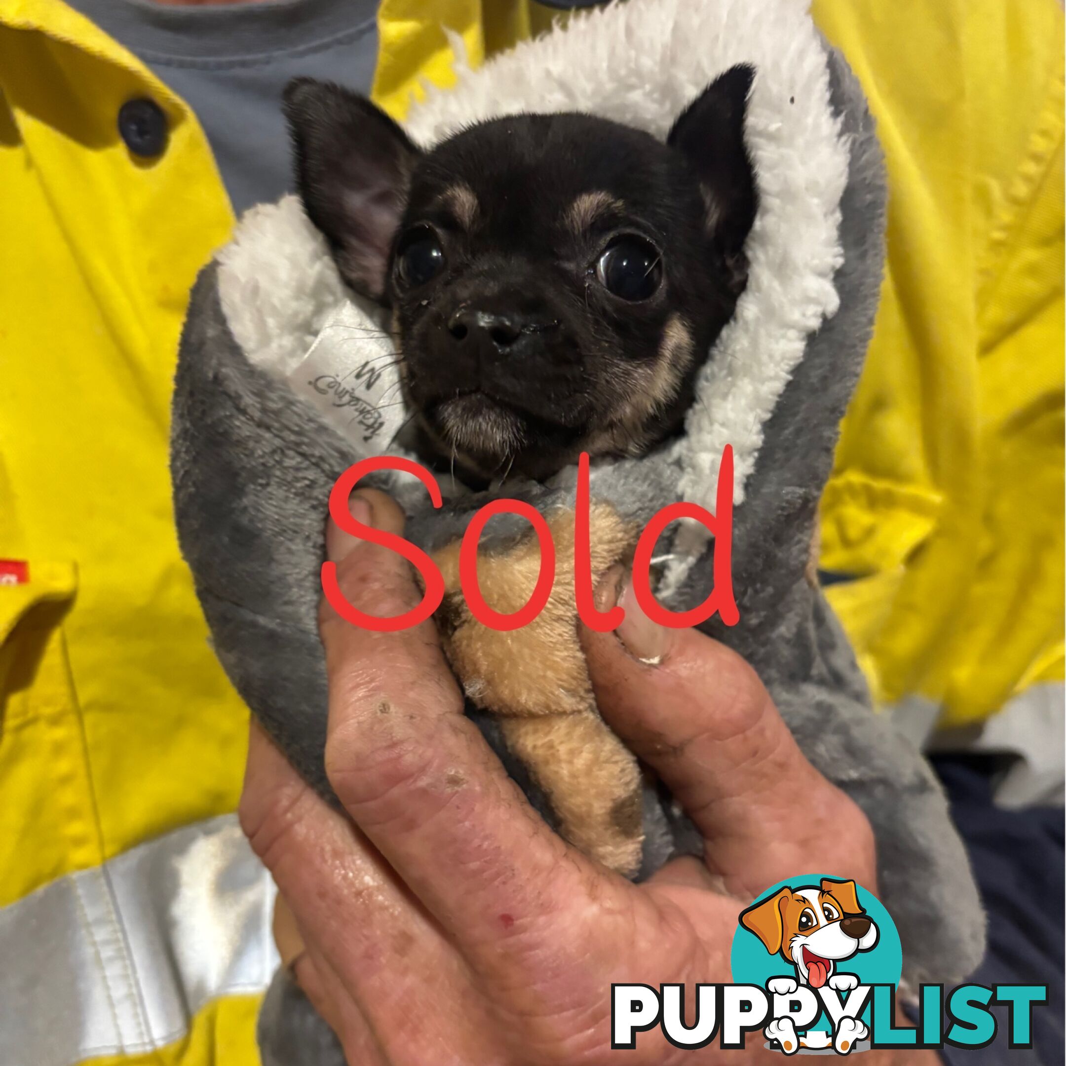 💕for sale 2 purebred apple head chihuahuas puppies💕