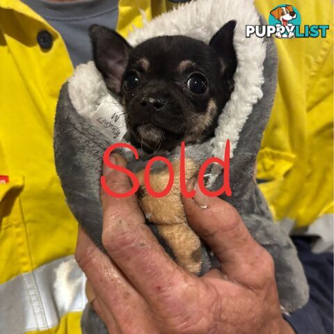 💕for sale 2 purebred apple head chihuahuas puppies💕