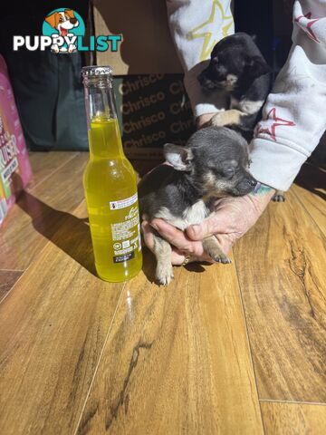 💕for sale 1 boy purebred apple head chihuahuas puppies💕