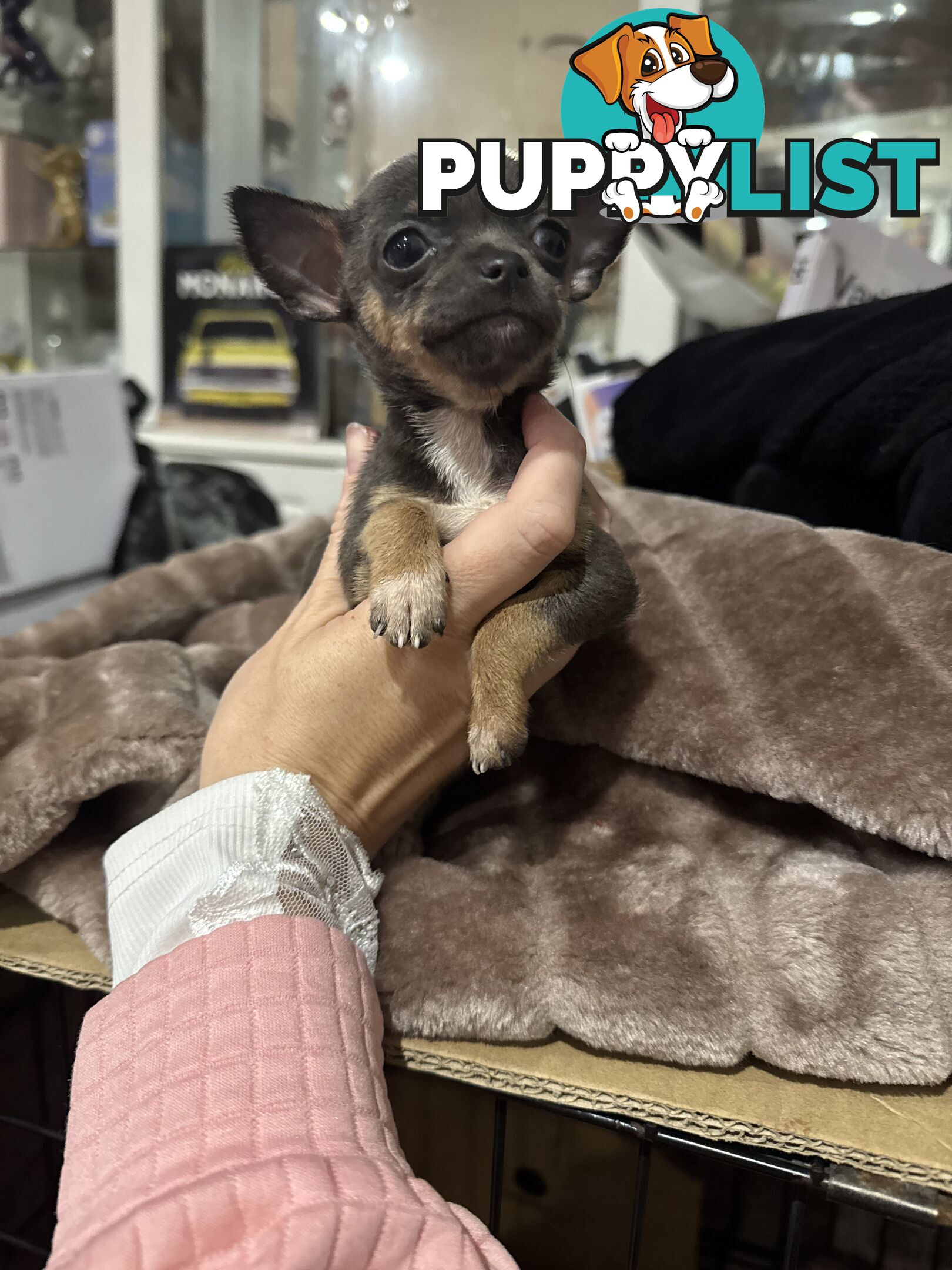 💕for sale 2 purebred apple head chihuahuas puppies💕