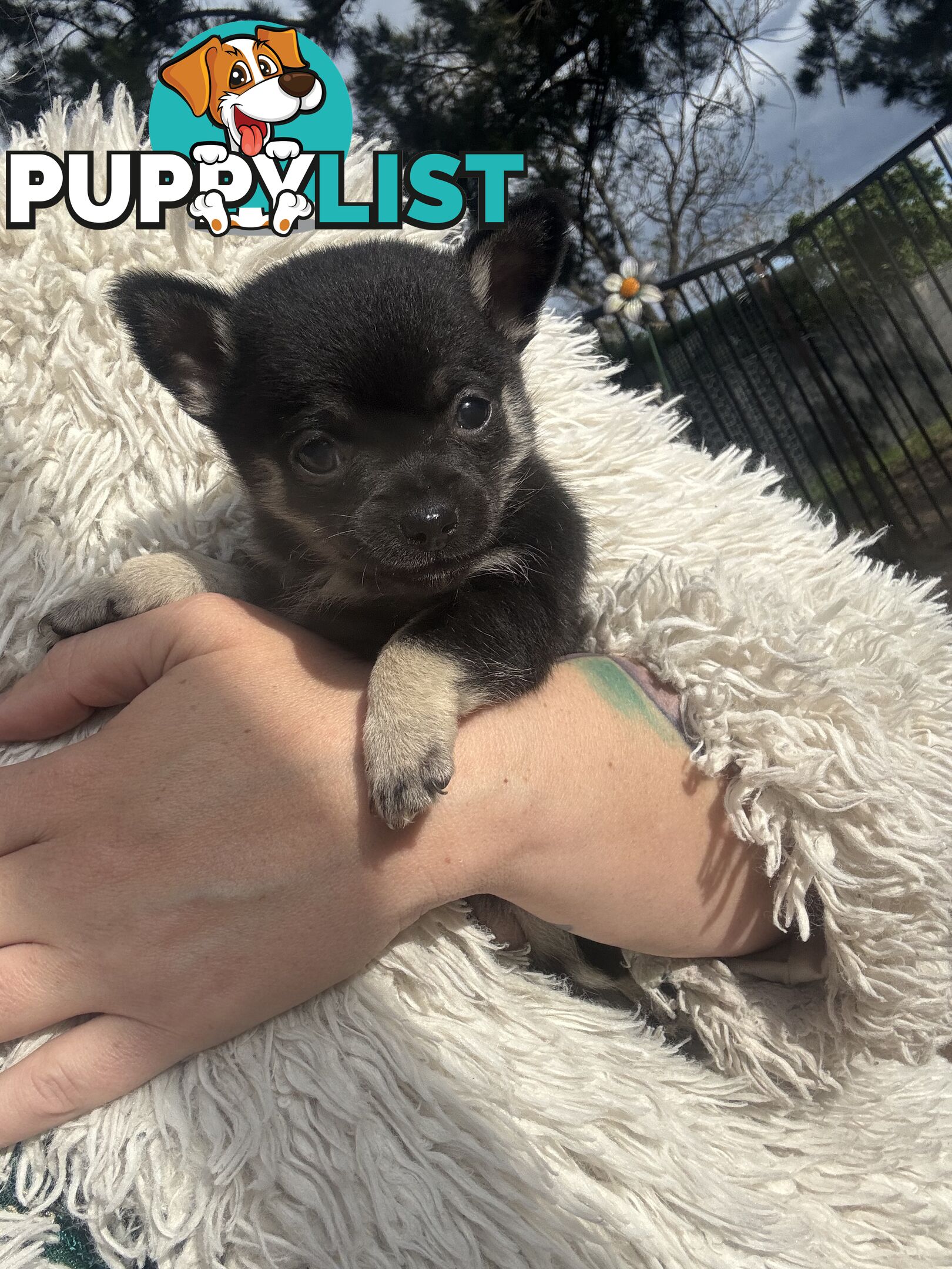 💙For Sale to 7 weeks old chihuahua boys💙