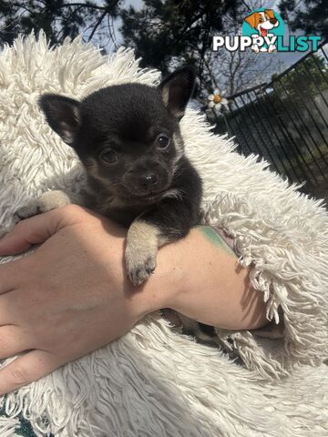 💙For Sale to 7 weeks old chihuahua boys💙