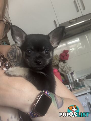 💙FOR SALE MY PUREBRED CHIHUAHUA BOY💙