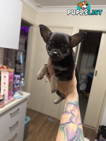 💙FOR SALE MY PUREBRED CHIHUAHUA BOY💙