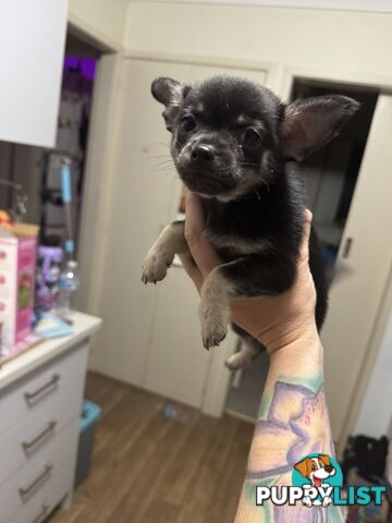 💙FOR SALE MY PUREBRED CHIHUAHUA BOY💙