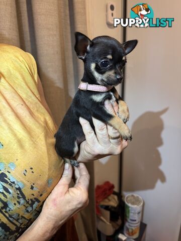 💕For sale 2 beautiful girl chihuahuas 💕