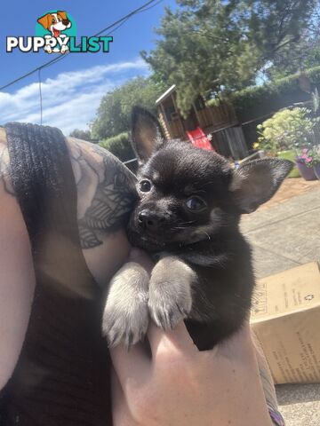 💙READY Know  chihuahua boy