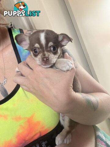 💙For Sale to 7 weeks old chihuahua boys💙