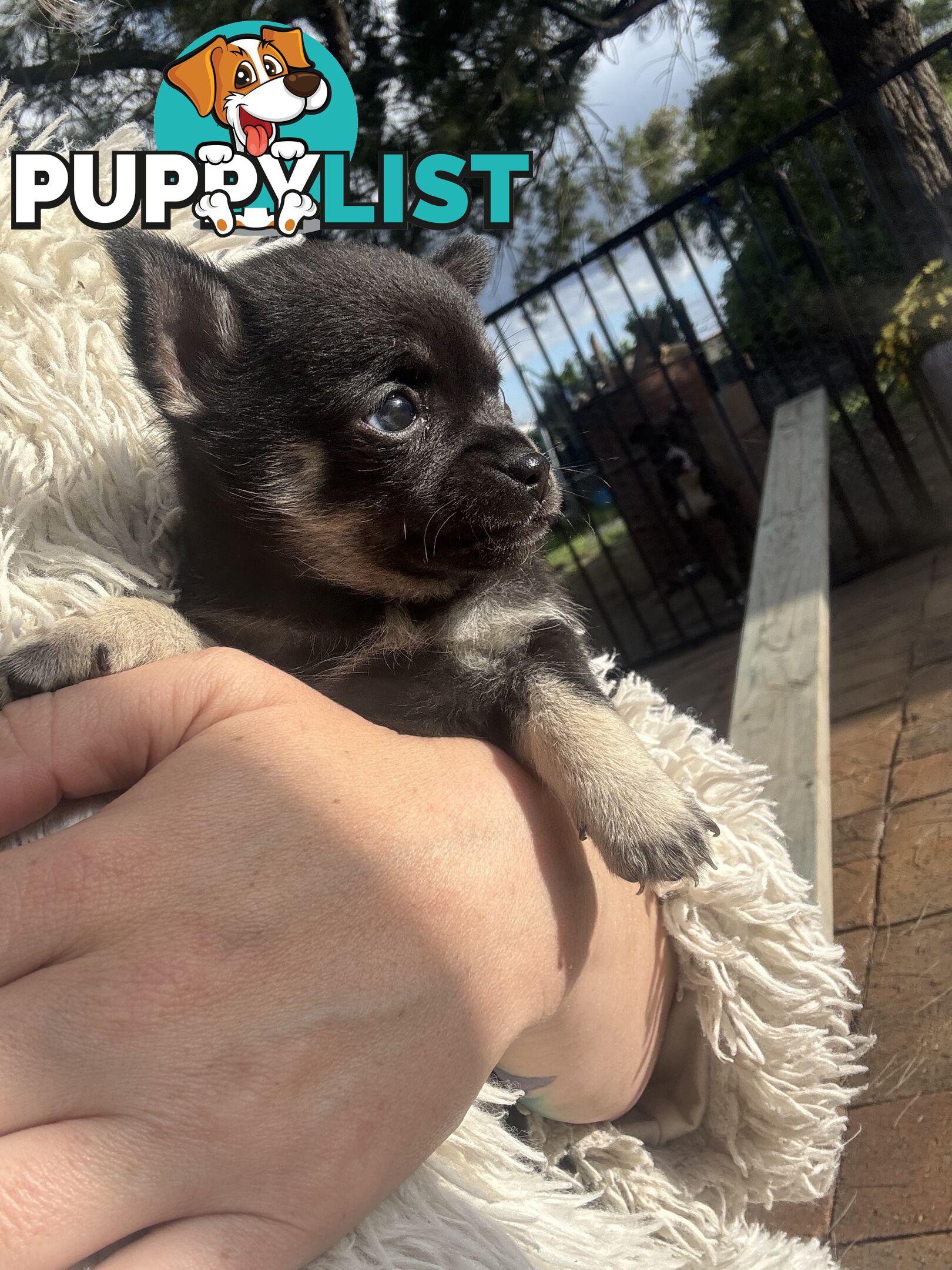 💙For Sale to 7 weeks old chihuahua boys💙