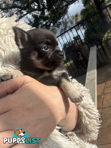 💙For Sale to 7 weeks old chihuahua boys💙