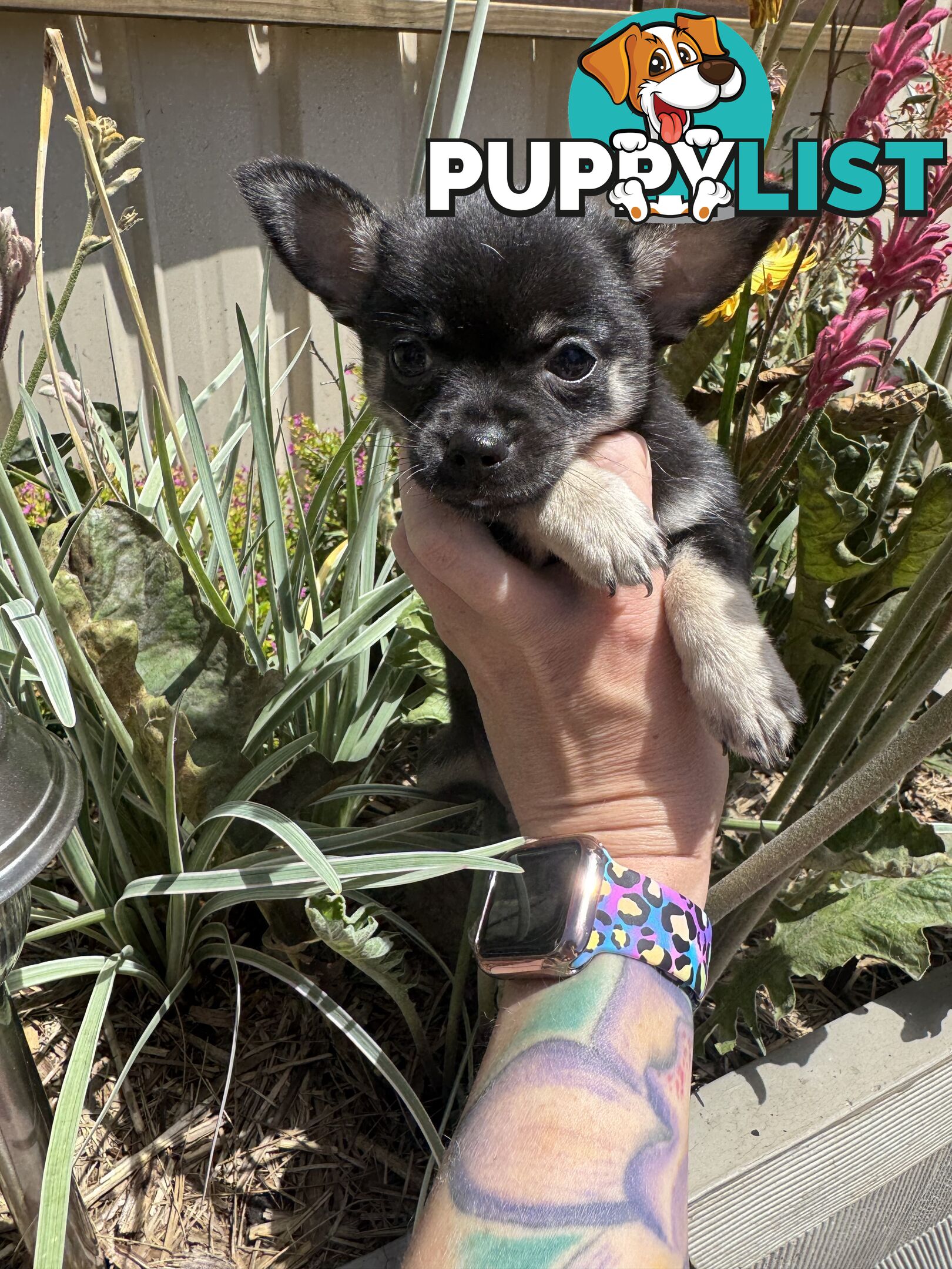 💕BEAUTIFUL BABY BOY CHIHUAHUA 8 weeks old💙