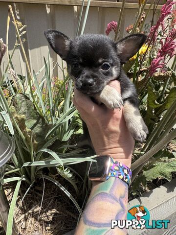 💙READY Know  chihuahua boy