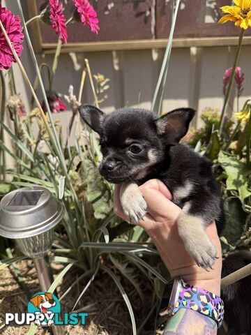 💙READY Know  chihuahua boy