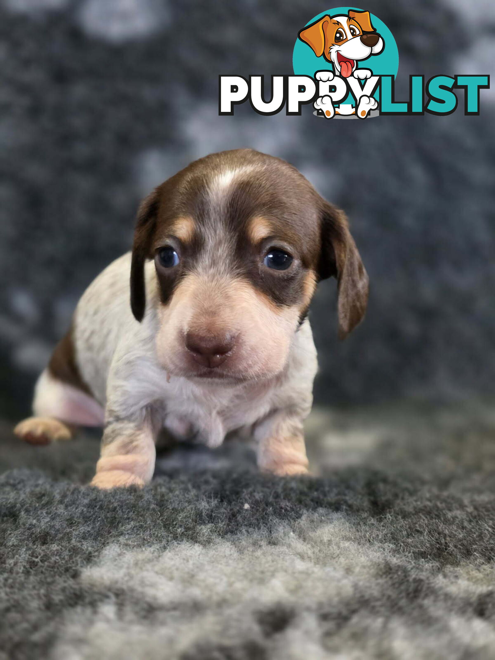 Adorable Miniature Dachshunds