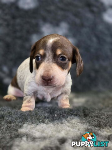 Adorable Miniature Dachshunds