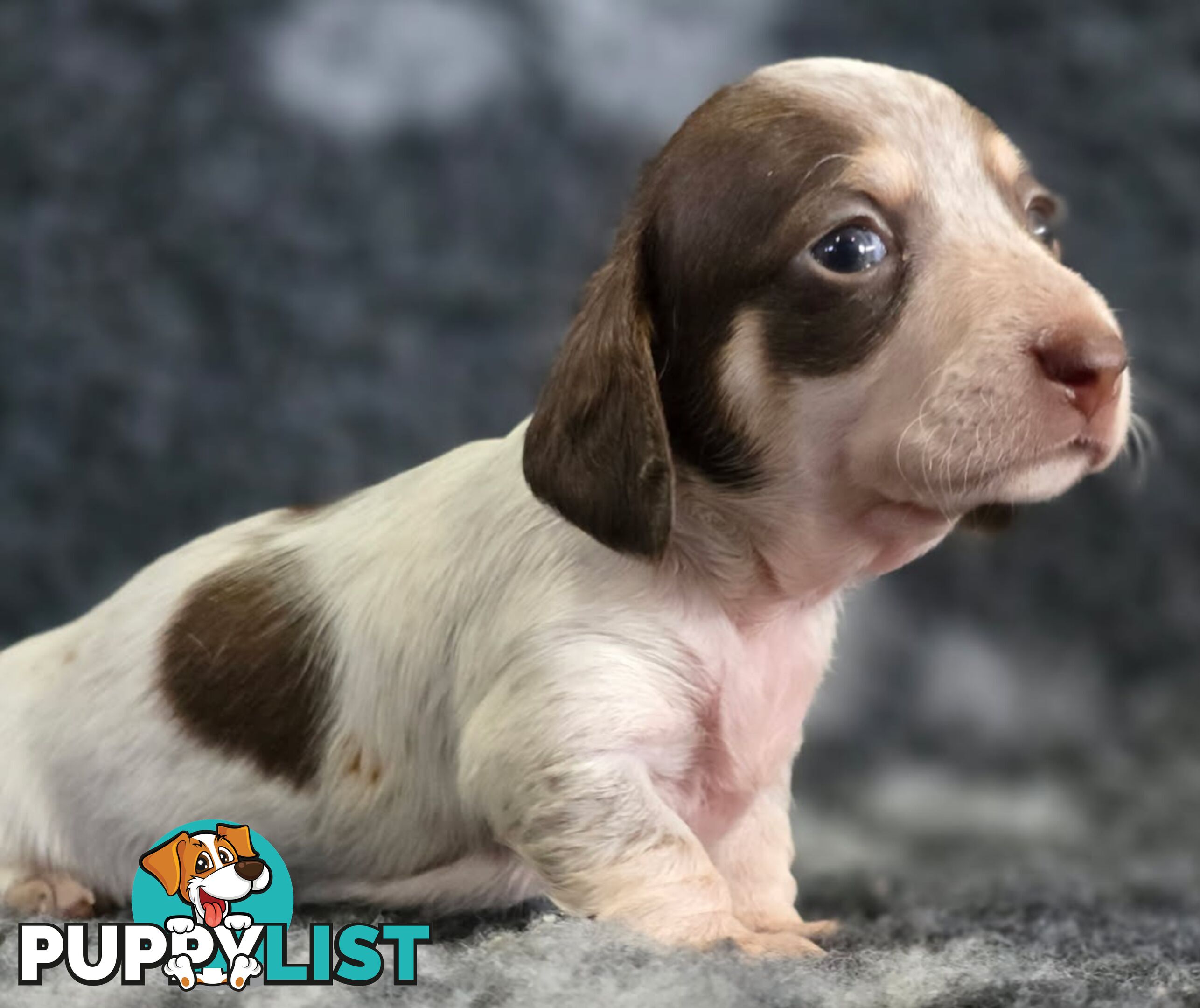 Adorable Miniature Dachshunds