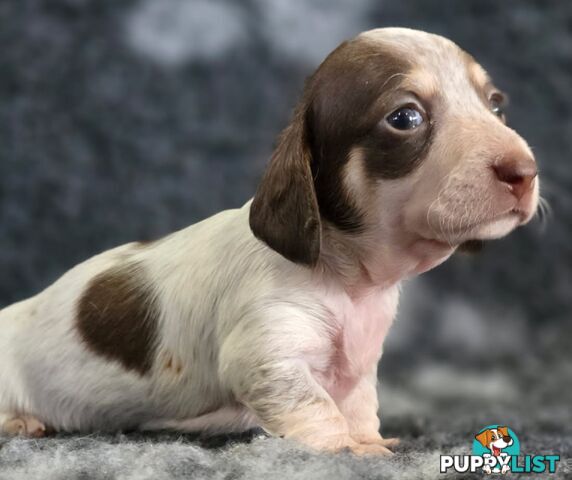 Adorable Miniature Dachshunds