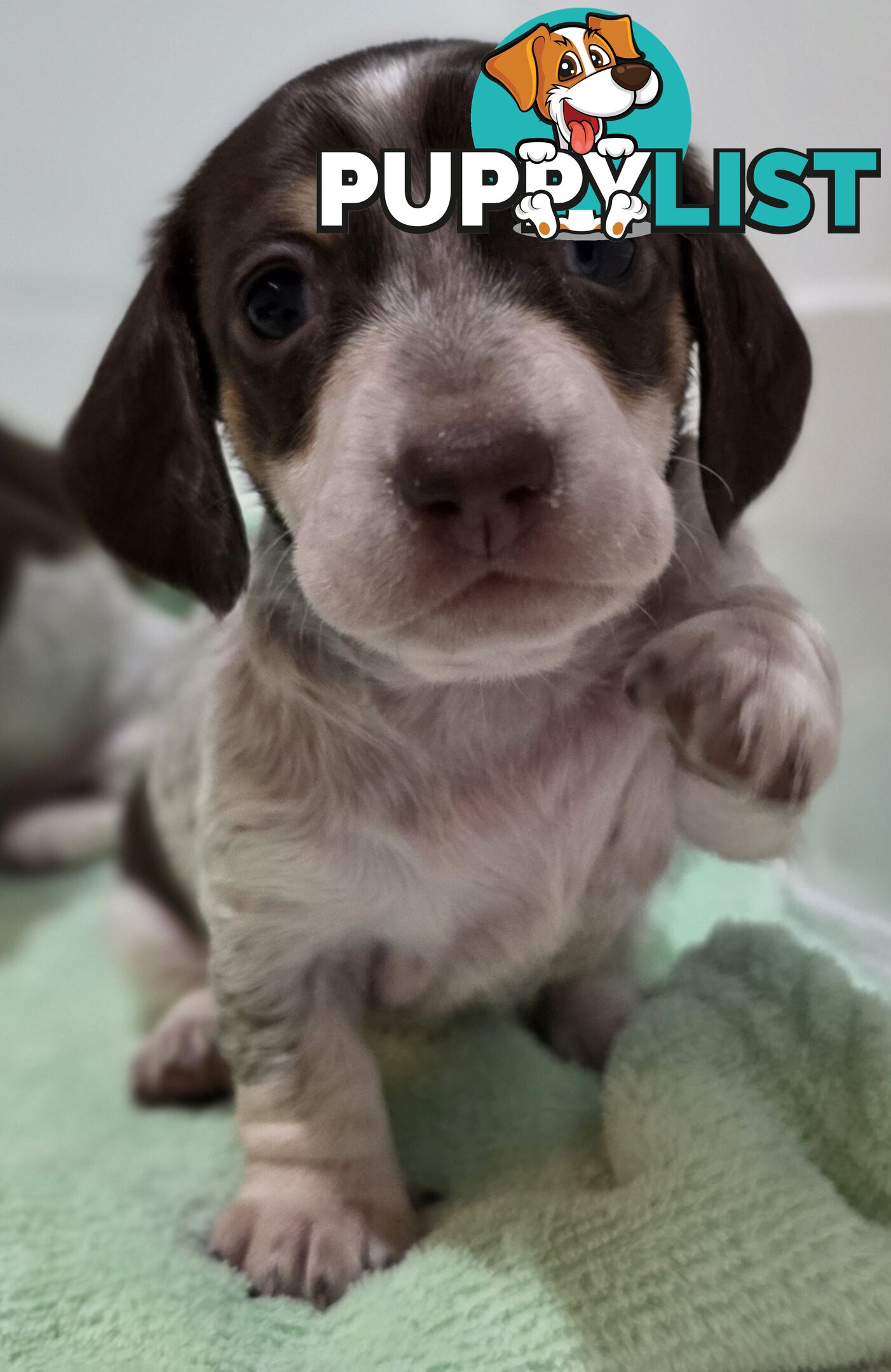 Adorable Miniature Dachshunds