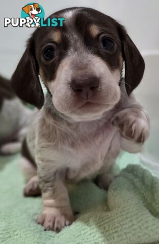 Adorable Miniature Dachshunds