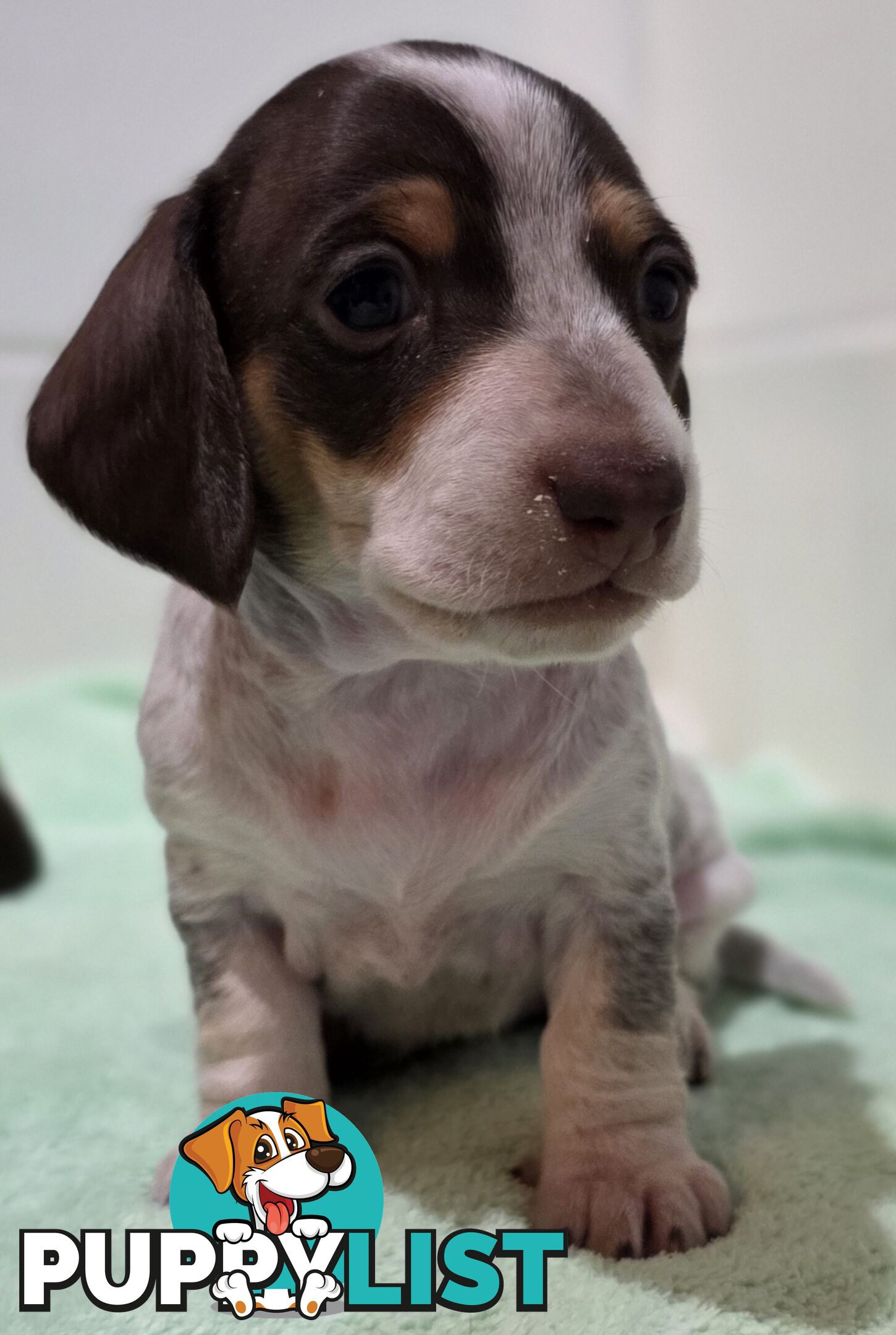Adorable Miniature Dachshunds