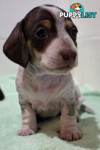 Adorable Miniature Dachshunds