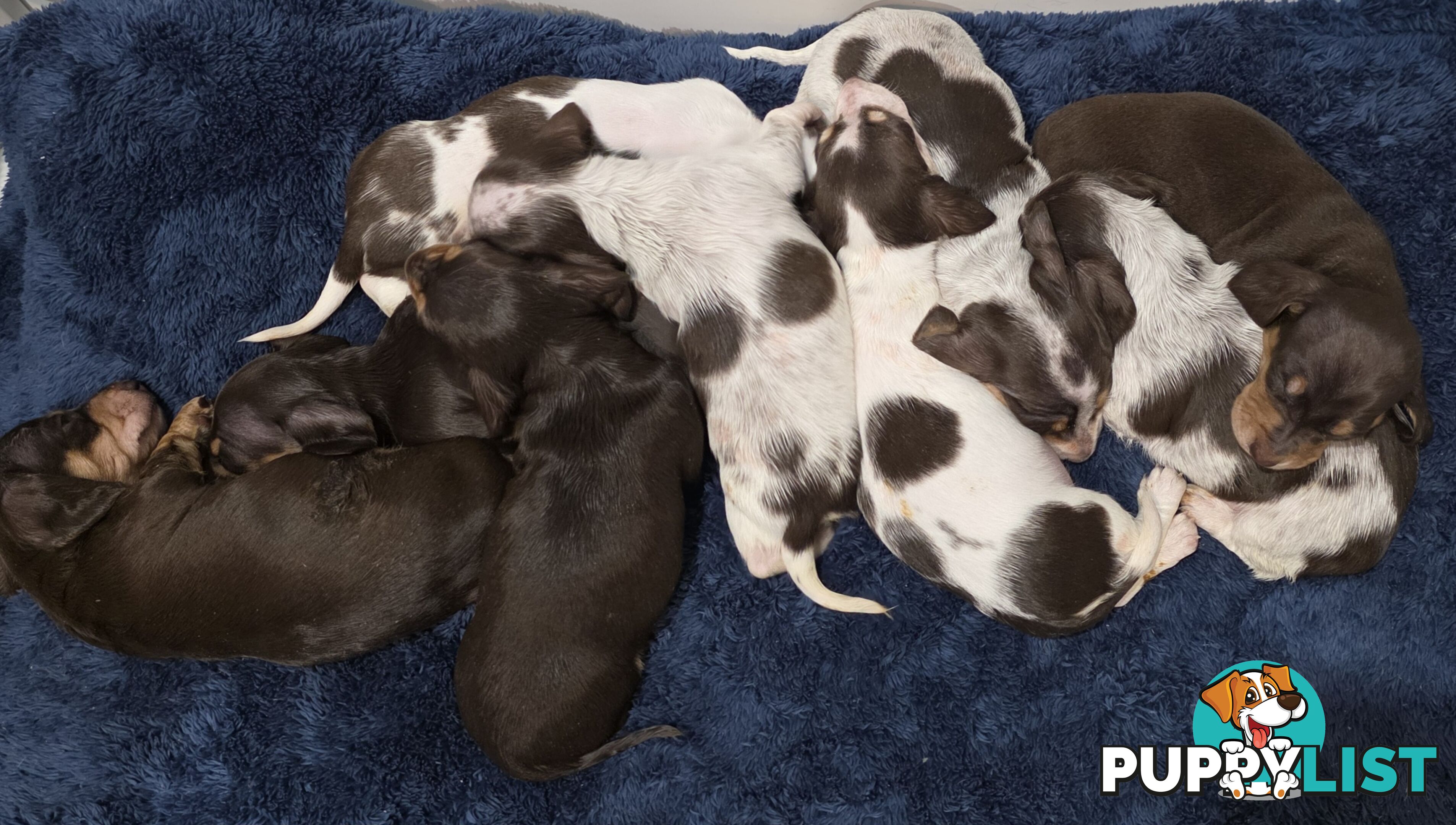 Adorable Miniature Dachshunds