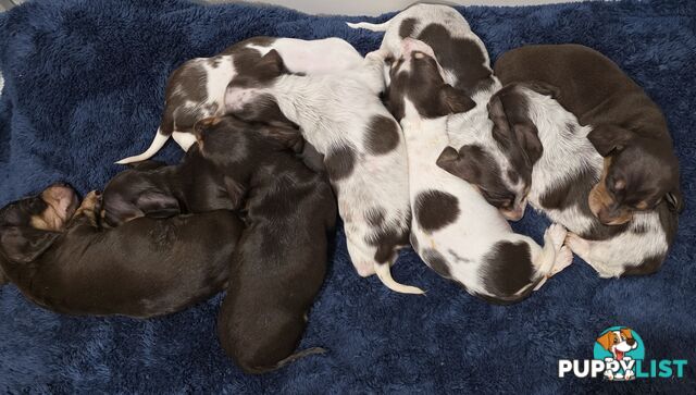 Adorable Miniature Dachshunds