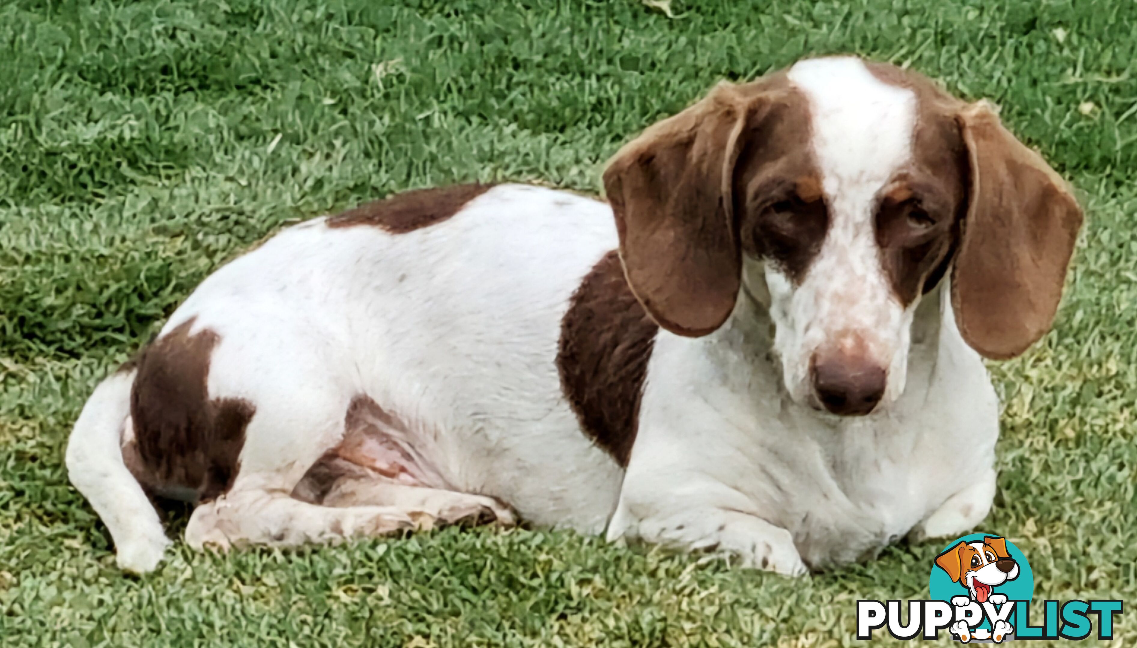 Adorable Miniature Dachshunds
