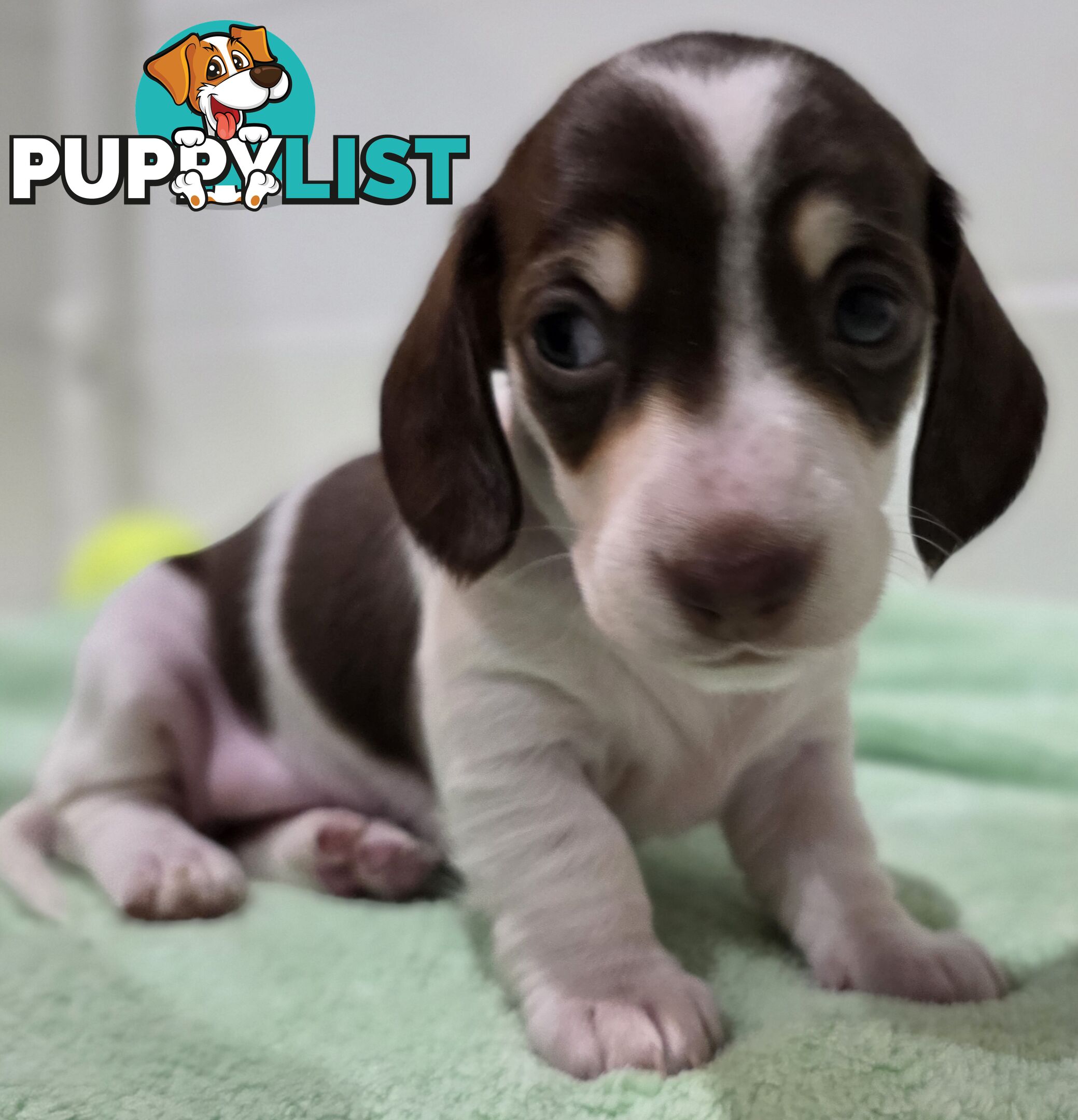 Adorable Miniature Dachshunds