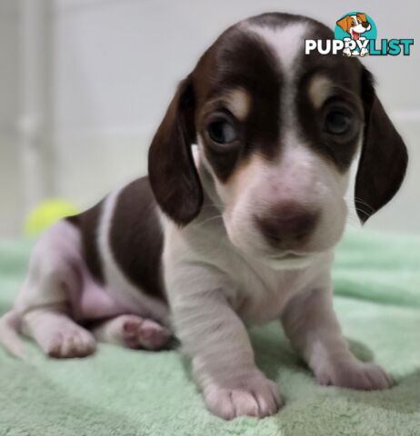 Adorable Miniature Dachshunds