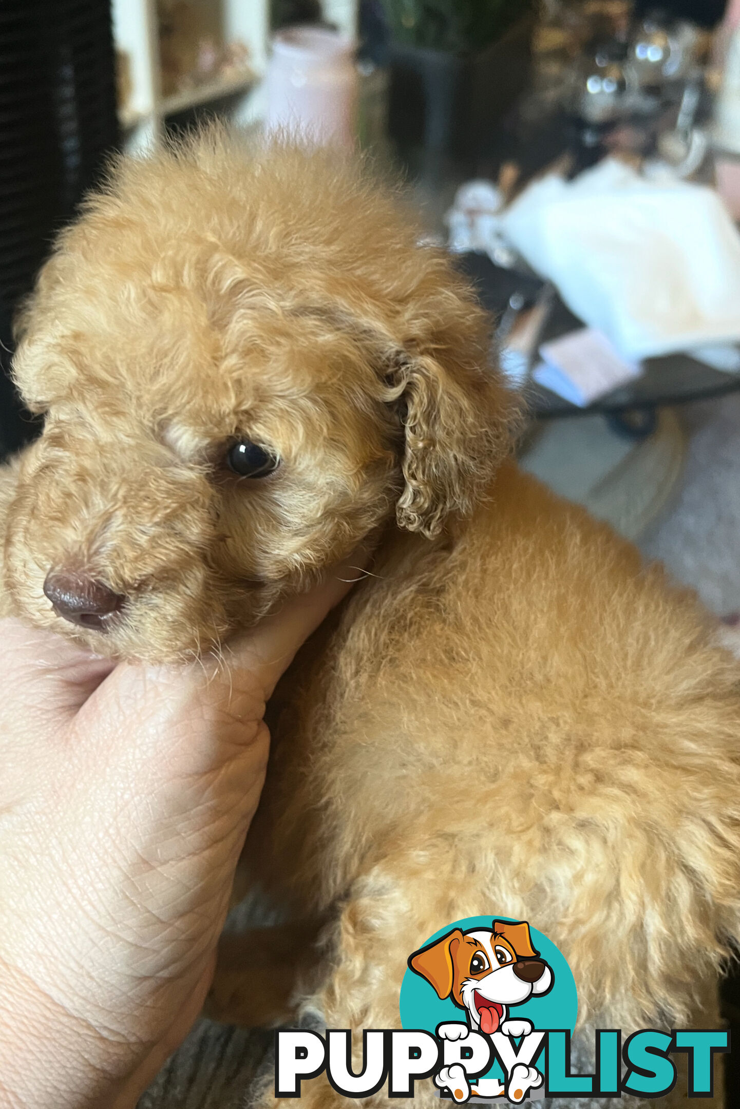 Adorable Toy Poodle Pup