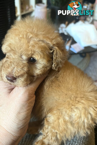 Adorable Toy Poodle Pup
