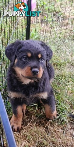 Pure Breed German Rottweilers