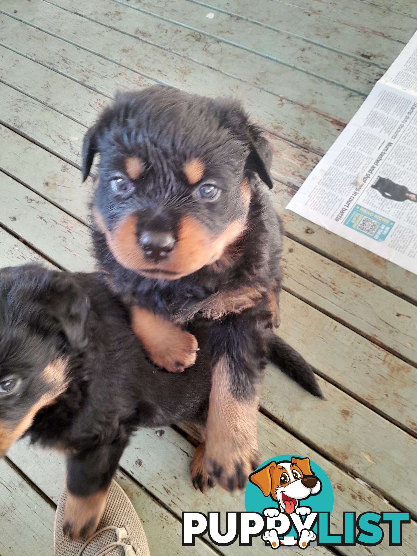 Pure Breed German Rottweilers