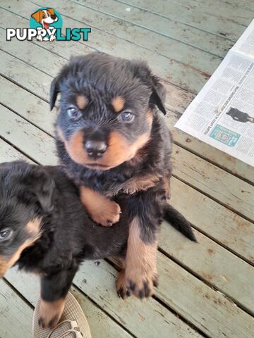 Pure Breed German Rottweilers