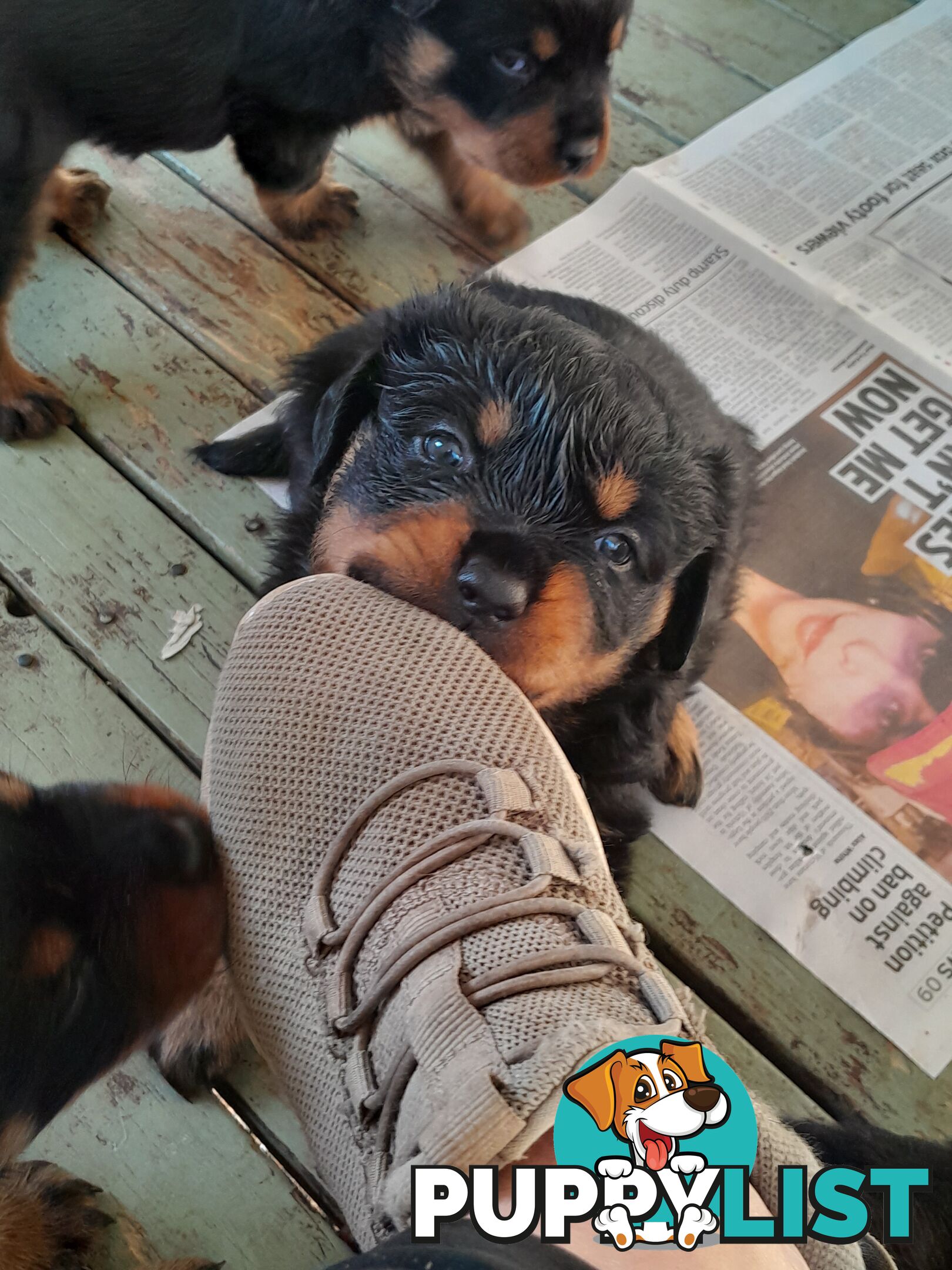 Pure Breed German Rottweilers