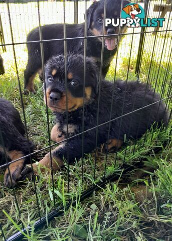 Pure Breed German Rottweilers