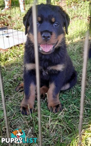 Pure Breed German Rottweilers