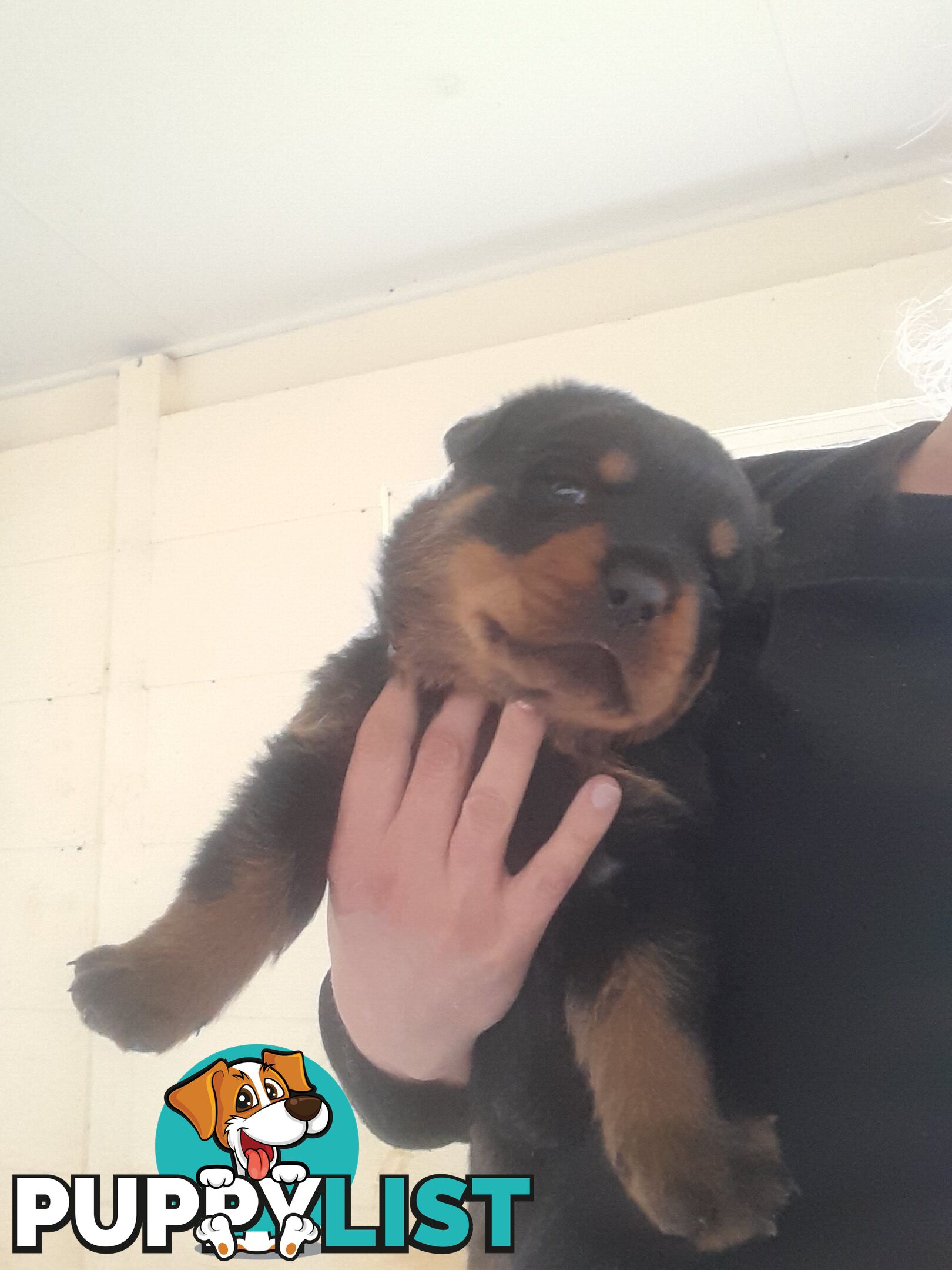 Pure Breed German Rottweilers