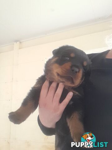 Pure Breed German Rottweilers