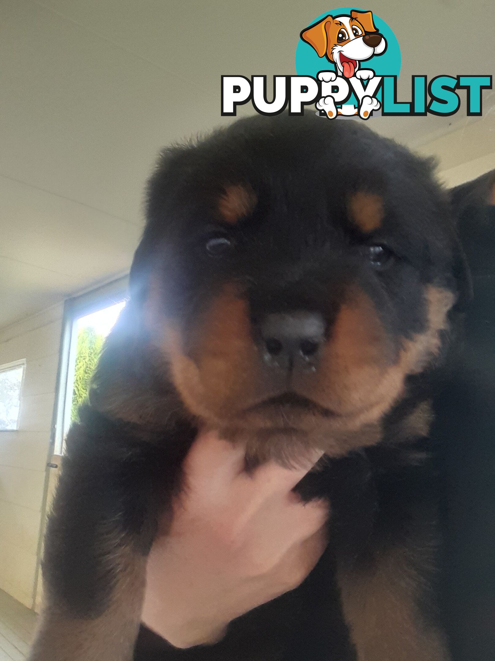 Pure Breed German Rottweilers