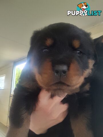 Pure Breed German Rottweilers