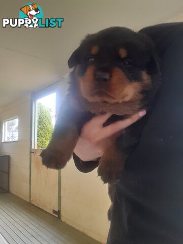 Pure Breed German Rottweilers