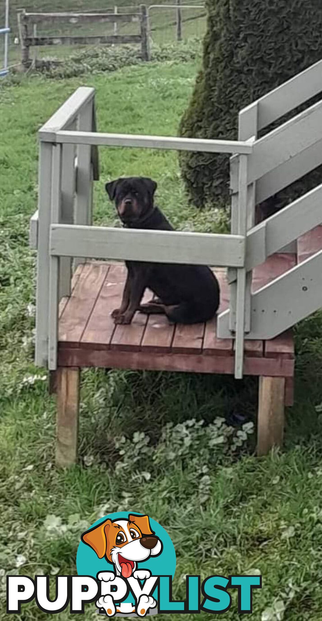 Pure Breed German Rottweilers