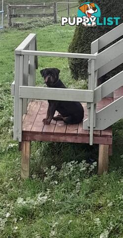 Pure Breed German Rottweilers